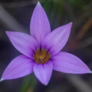 Romulea rosea ssp. muirii (Romulea muirii) - 5 Seed Pack