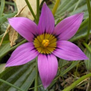 Romulea rosea var. communis - 5 Seed Pack