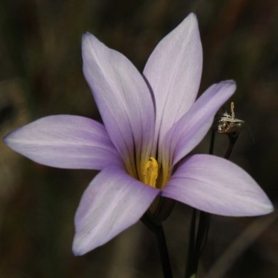 Romulea rupestris - 5 Seed Pack