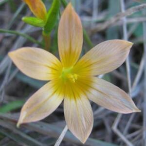 Romulea setifolia var. belviderica - 5 Seed Pack