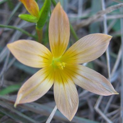 Romulea setifolia var. belviderica - 5 Seed Pack