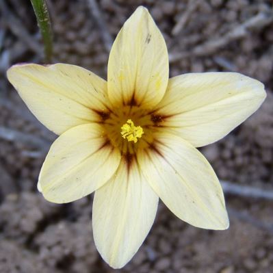 Romulea sphaerocarpa - 5 Seed Pack