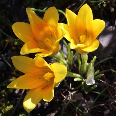 Romulea tortuosa ssp. aurea - 5 Seed Pack