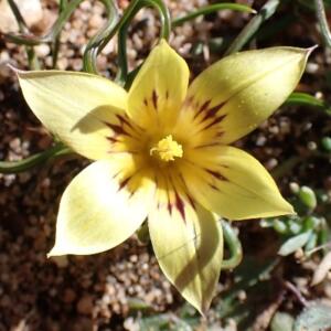Romulea tortuosa ssp. depauperata - 5 Seed Pack