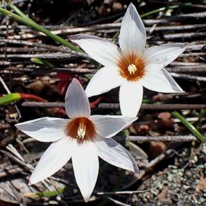 Romulea toximontana - Gifberg Froetang - 5 Seed Pack