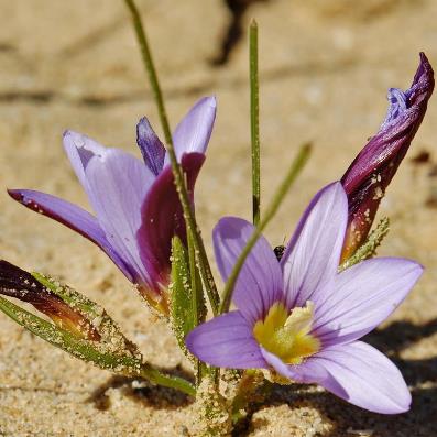 Romulea vinacea - Froetang - 5 Seed Pack