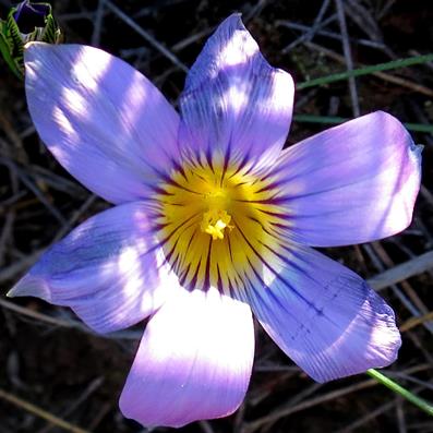 Romulea vlokii - 5 Seed Pack