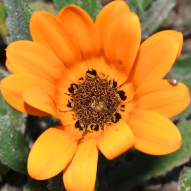 Arctotis bellidifolia - 5 Seed Pack