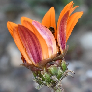 Arctotis bellidifolia - 5 Seed Pack - Image 2