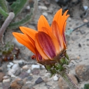 Arctotis bellidifolia - 5 Seed Pack - Image 3