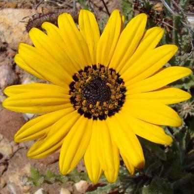Arctotis incisa - 5 Seed Pack