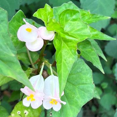 Begonia homonyma (Begonia rudatisii) - Large-leaved Wild Begonia; Wildebegonia - 5 Seed Pack - Image 2