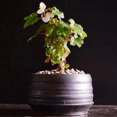 Begonia homonyma (Begonia rudatisii) - Large-leaved Wild Begonia; Wildebegonia - 5 Seed Pack