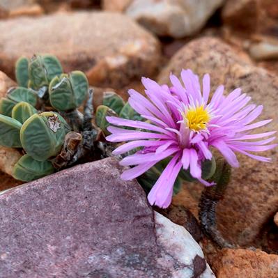 Braunsia geminata (Echinus mathewsii) - Gem Hedgehogfig - 5 Seed Pack