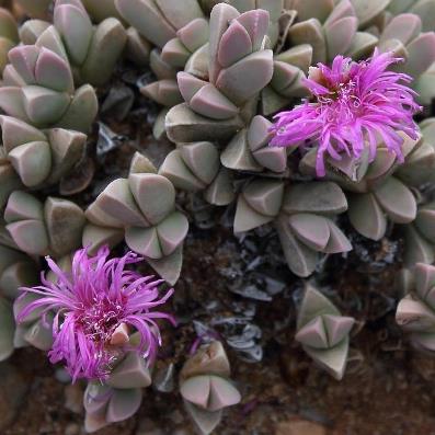 Braunsia geminata (Echinus mathewsii) - Gem Hedgehogfig - 5 Seed Pack - Image 2