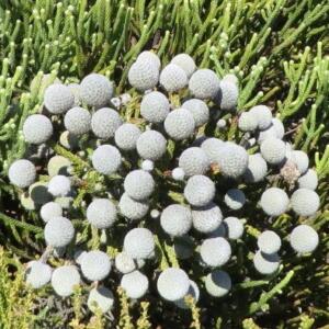 Brunia neglecta - Forgotten Stompie - 10 Seed Pack