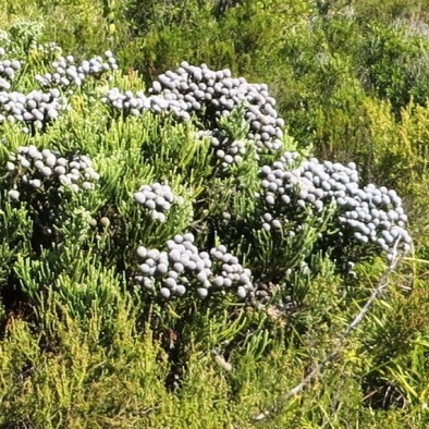 Brunia neglecta - Forgotten Stompie - 10 Seed Pack - Image 2