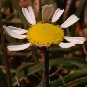 Cotula macroglossa - 5 Seed Pack