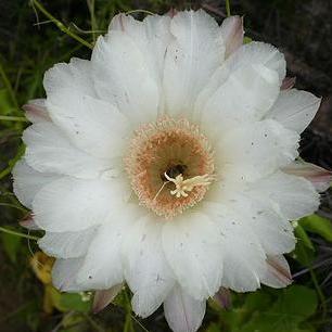 Eulychnia acida - Copao - 5 Seed Pack - Image 3