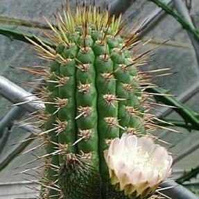 Eulychnia acida - Copao - 5 Seed Pack
