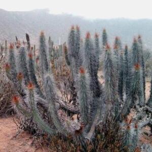 Eulychnia castanea - Copado de Philippi - 5 Seed Pack