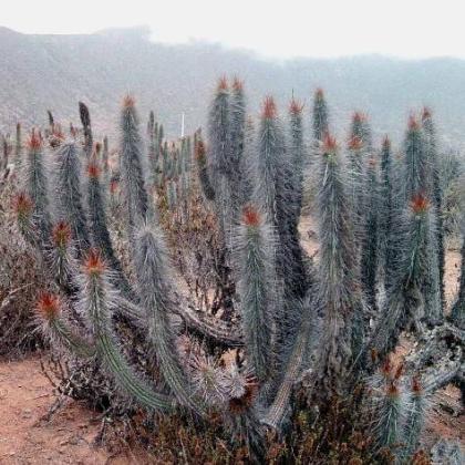 Eulychnia castanea - Copado de Philippi - 5 Seed Pack