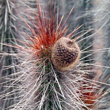 Eulychnia castanea - Copado de Philippi - 5 Seed Pack - Image 2