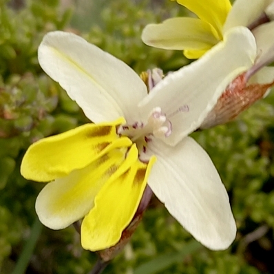 Sparaxis calcicola - Lime Silklily, Limestone Satinflower - 5 Seed Pack