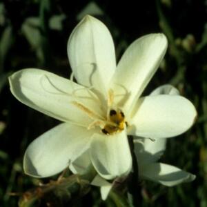 Sparaxis grandiflora - Botterblom; Plain Harlequin-Flower - 5 Seed Pack