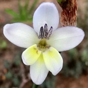Sparaxis parviflora (Synnotia parviflora) - Tiny Satinflower - 5 Seed Pack