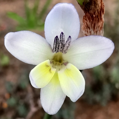 Sparaxis parviflora (Synnotia parviflora) - Tiny Satinflower - 5 Seed Pack