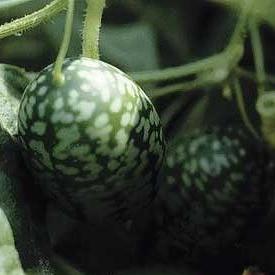 Zehneria scabra - Creeping Wild Cucumber - 5 Seed Pack - Image 2