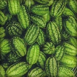 Zehneria scabra - Creeping Wild Cucumber - 5 Seed Pack