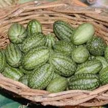 Zehneria scabra - Creeping Wild Cucumber - 5 Seed Pack - Image 4