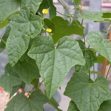 Zehneria scabra - Creeping Wild Cucumber - 5 Seed Pack - Image 3