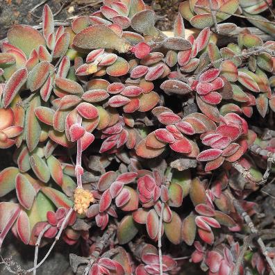 Crassula atropurpurea var muirii (Crassula rubella) - 10+ Seed Pack