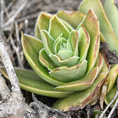 Crassula capitella (Crassula impressa) - Red Flames; Aanteelrosie - 10+ Seed Pack - Image 3