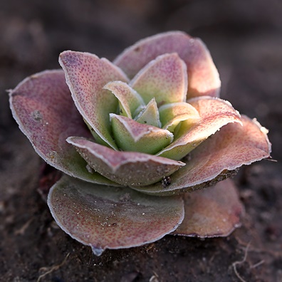 Crassula capitella (Crassula impressa) - Red Flames; Aanteelrosie - 10+ Seed Pack
