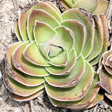Crassula capitella (Crassula impressa) - Red Flames; Aanteelrosie - 10+ Seed Pack - Image 2