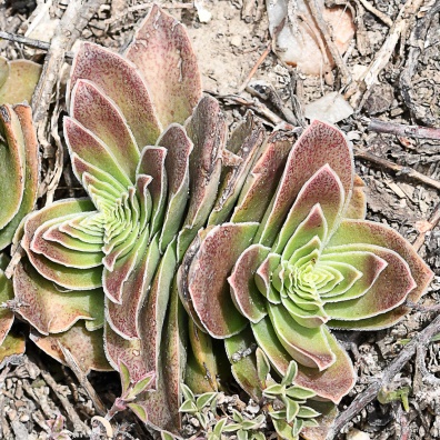 Crassula capitella (Crassula impressa) - Red Flames; Aanteelrosie - 10+ Seed Pack - Image 4