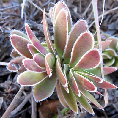 Crassula ciliata (Sedum ciliatum) - 10+ Seed Pack