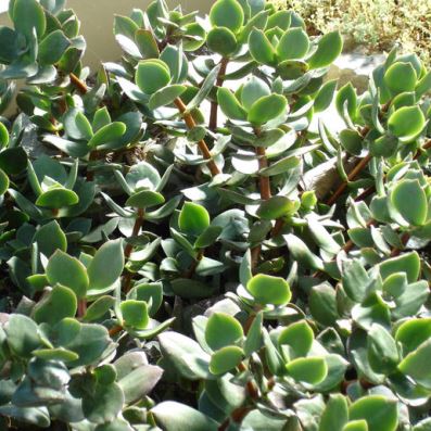 Crassula lactea bracteata - Tailor's Patch - 10+ Seed Pack - Image 2