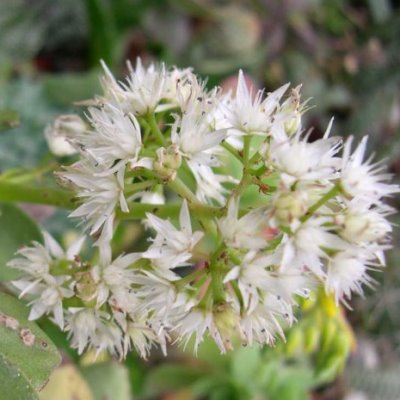 Crassula lactea bracteata - Tailor's Patch - 10+ Seed Pack - Image 3