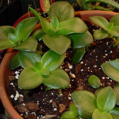 Crassula lactea bracteata - Tailor's Patch - 10+ Seed Pack
