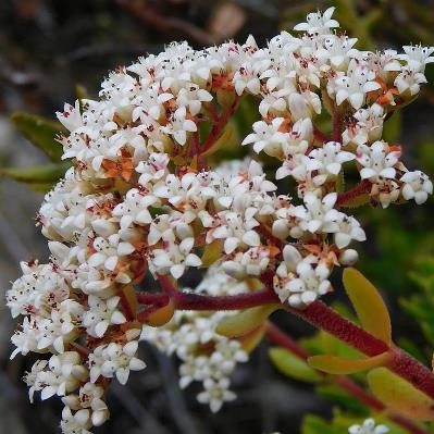 Crassula undulosa - 10+ Seed Pack - Image 2