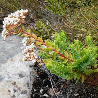 Crassula undulosa - 10+ Seed Pack