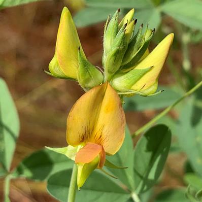 Crotalaria damarensis (Crotalaria fleckii) - Damara Rattle-pod - 10 Seed Pack
