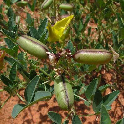 Crotalaria damarensis (Crotalaria fleckii) - Damara Rattle-pod - 10 Seed Pack - Image 2