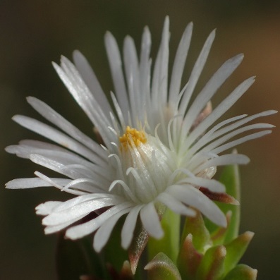 Delosperma inconspicuum - White Gardenroute Sheepfig - 5 Seed Pack