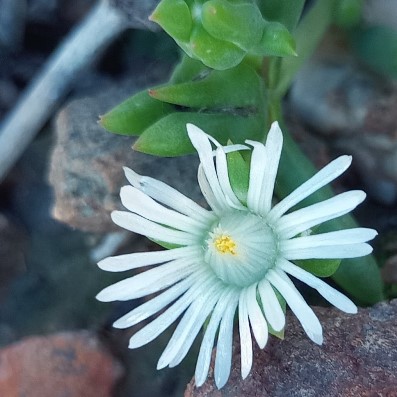 Delosperma subincanum - 5 Seed Pack - Image 2